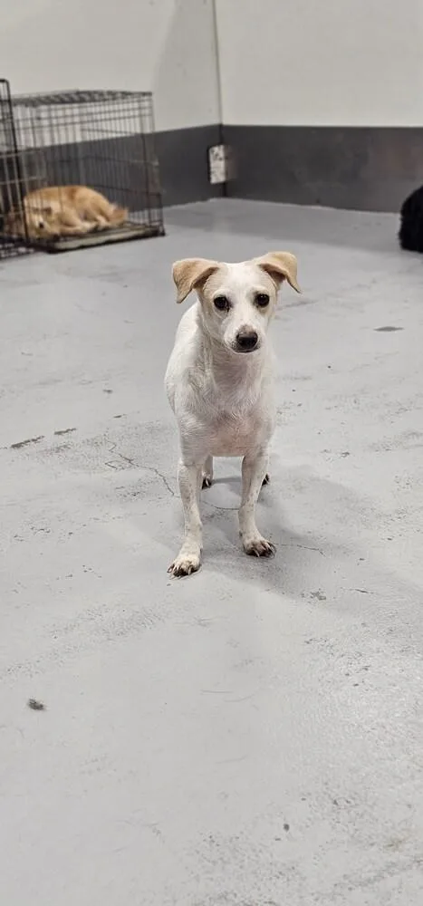 Wishbone thumbnail 5