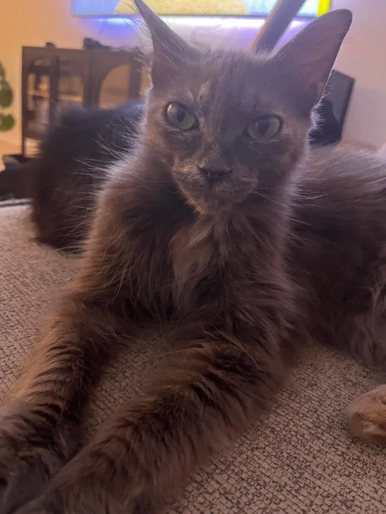 A young medium-sized female Domestic Medium Hair cat named Pixie for adoption in San Antonio, TX