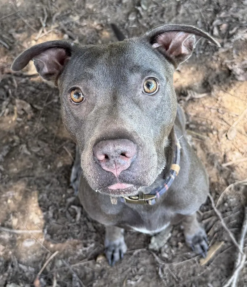 Vesta thumbnail 6