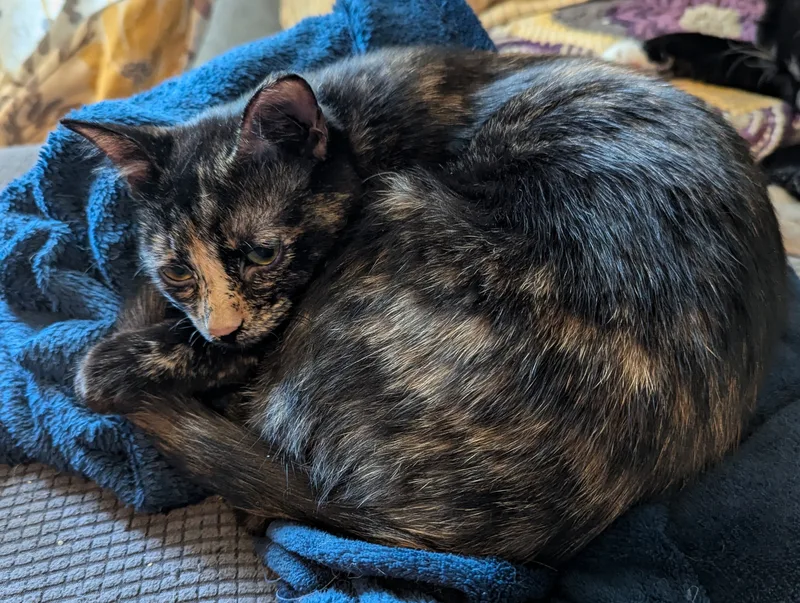 Pattycake thumbnail 2