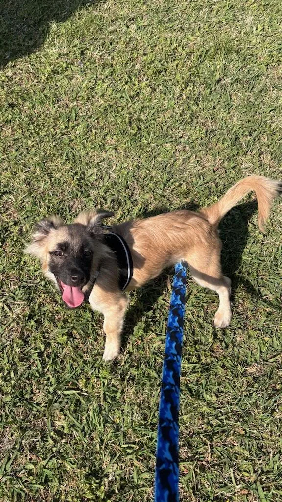 A baby medium-sized male Dachshund dog named Knox for adoption in Virginia Beach, VA