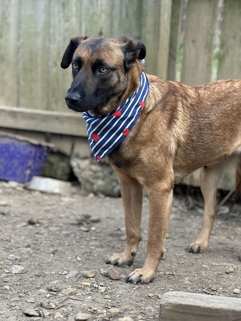 Sweat Pea thumbnail 3