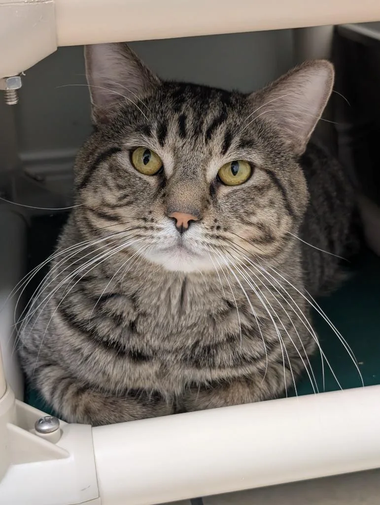 Champagne thumbnail 6