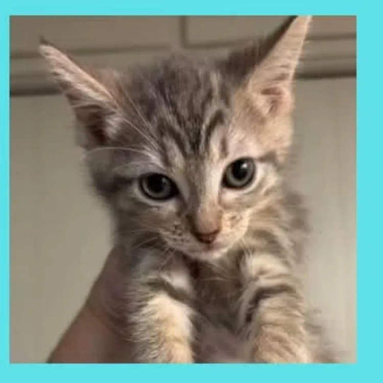 A baby small-sized male Gray / Blue / Silver Domestic Short Hair cat named Weeble for adoption in DeKalb, IL