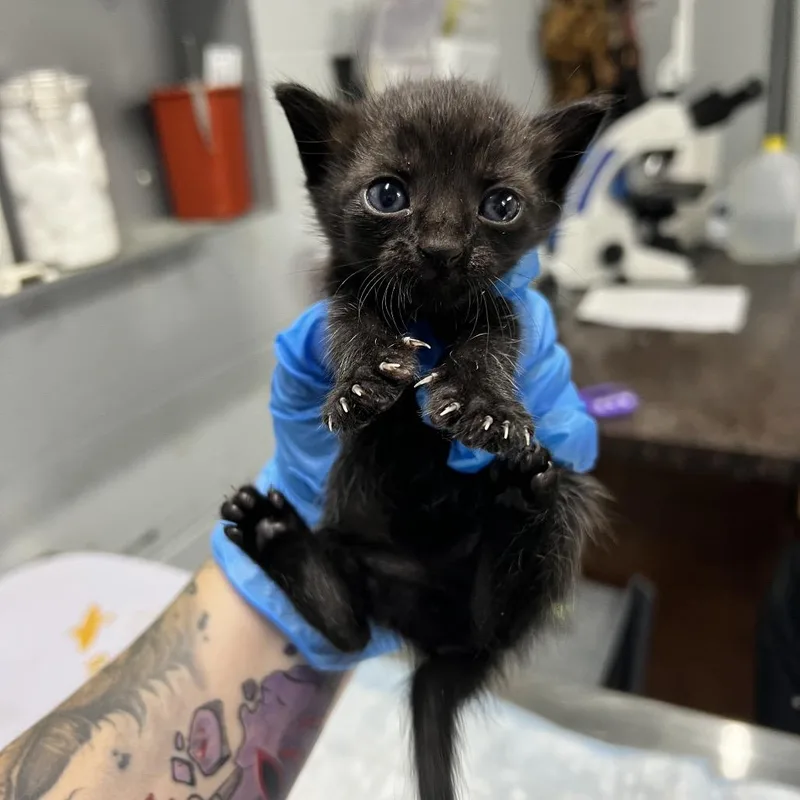 A baby small-sized male Gray / Blue / Silver Domestic Short Hair cat named Erin for adoption in Summerville, SC