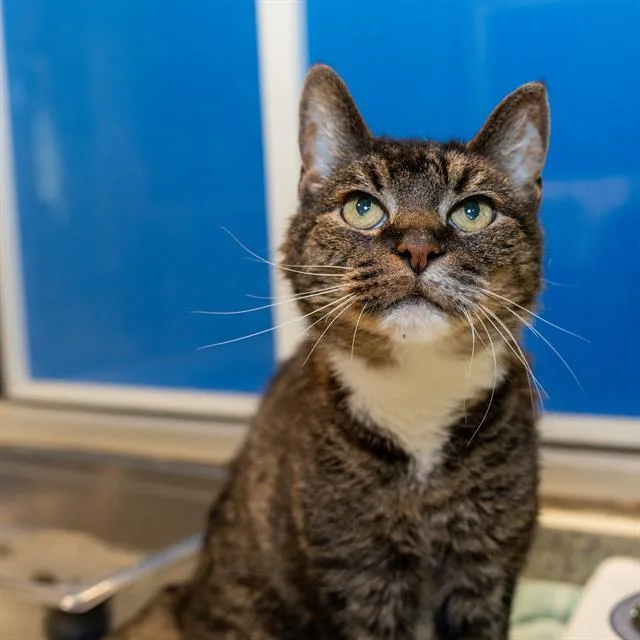 A senior medium-sized male Domestic Short Hair cat named Bootsie for adoption in Methuen, MA