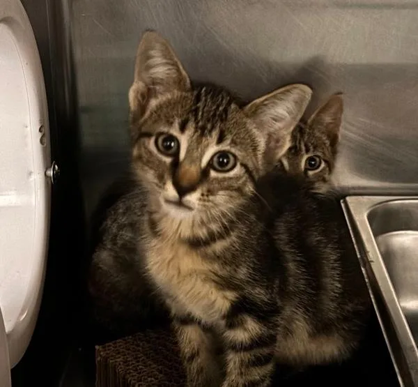 A baby small-sized female Domestic Short Hair cat named Lorelei for adoption in Des Moines, IA
