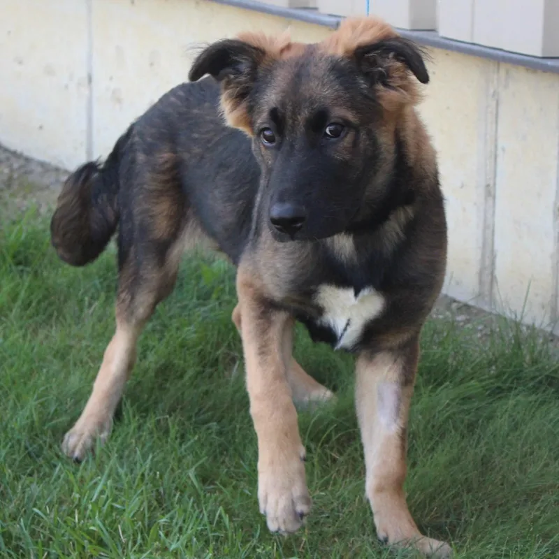 Rosco