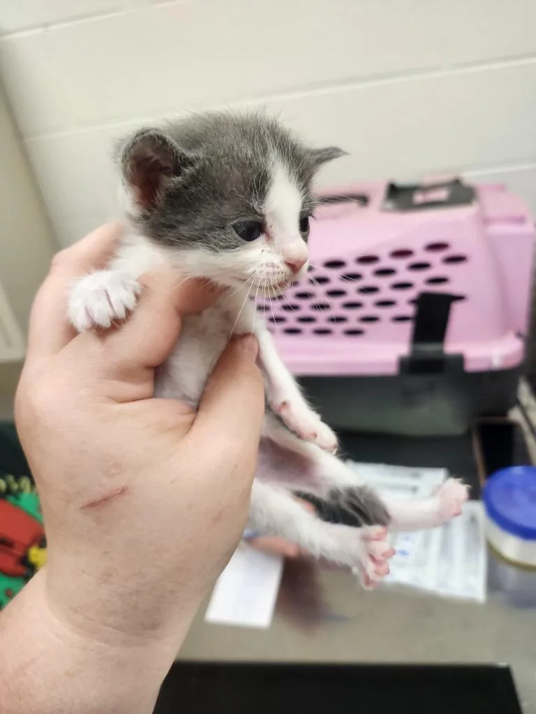 A baby medium-sized female Domestic Short Hair cat named Eliza for adoption in Greeneville, TN