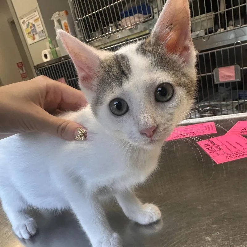 A baby small-sized female White Domestic Short Hair cat named Noodle for adoption in Columbia Station, OH