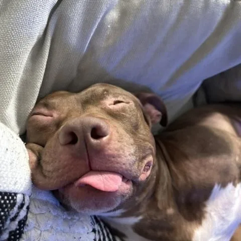 An adult medium-sized male Pit Bull Terrier dog named Sullivan for adoption in Darien Center, NY