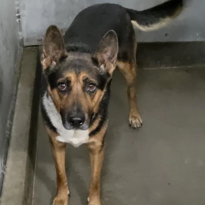 An adult medium-sized male Brown / Chocolate Border Collie dog named Buddy for adoption in Carlin, NV