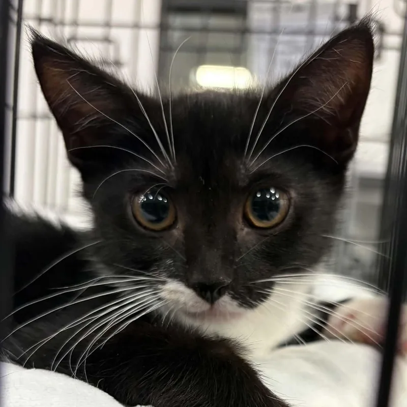 A baby medium-sized female Black Domestic Short Hair cat named Pixel for adoption in Warren, NJ