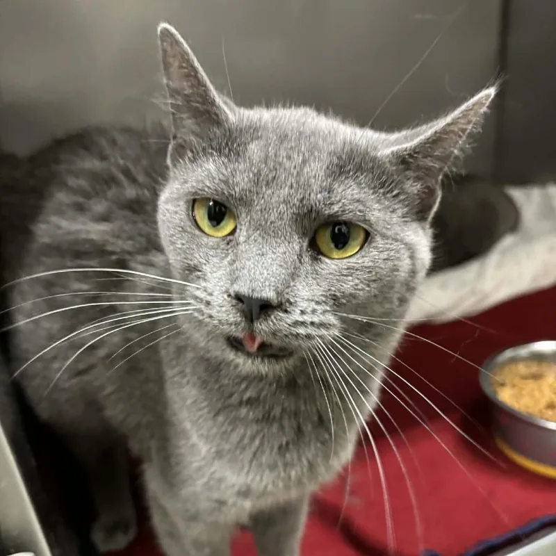 A young small-sized female Gray / Blue / Silver Domestic Short Hair cat named Millie for adoption in Toms Brook, VA