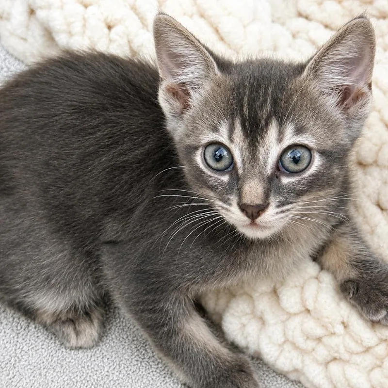 A baby small-sized female Gray / Blue / Silver Domestic Short Hair cat named Ez for adoption in Long Beach, CA