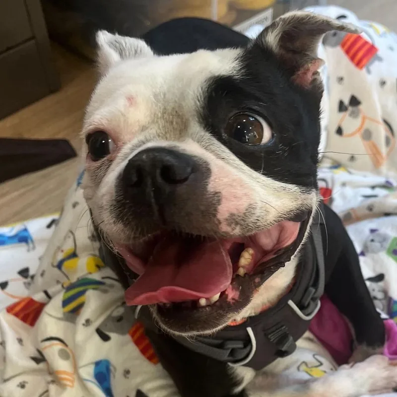 A senior small-sized female Black Boston Terrier dog named Trixie for adoption in San Francisco, CA