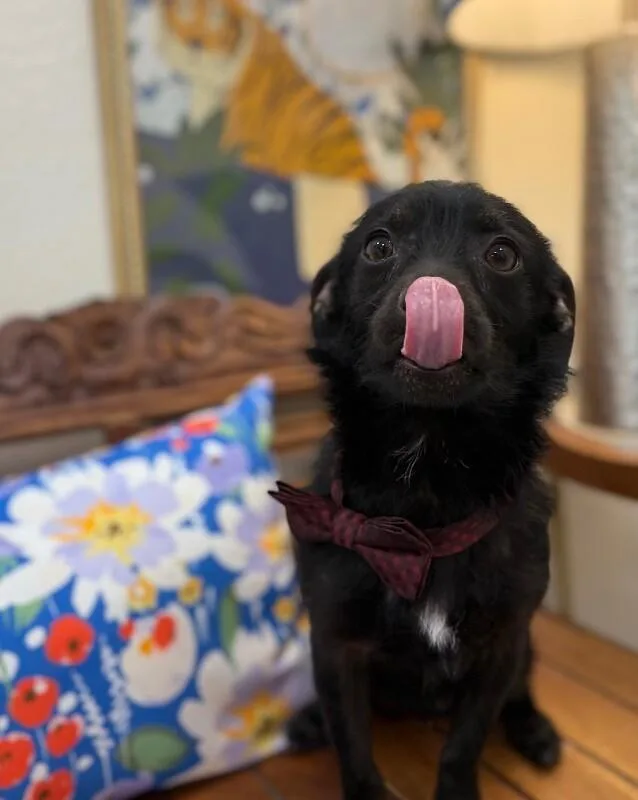 Jellybean Wigglebutt thumbnail 2