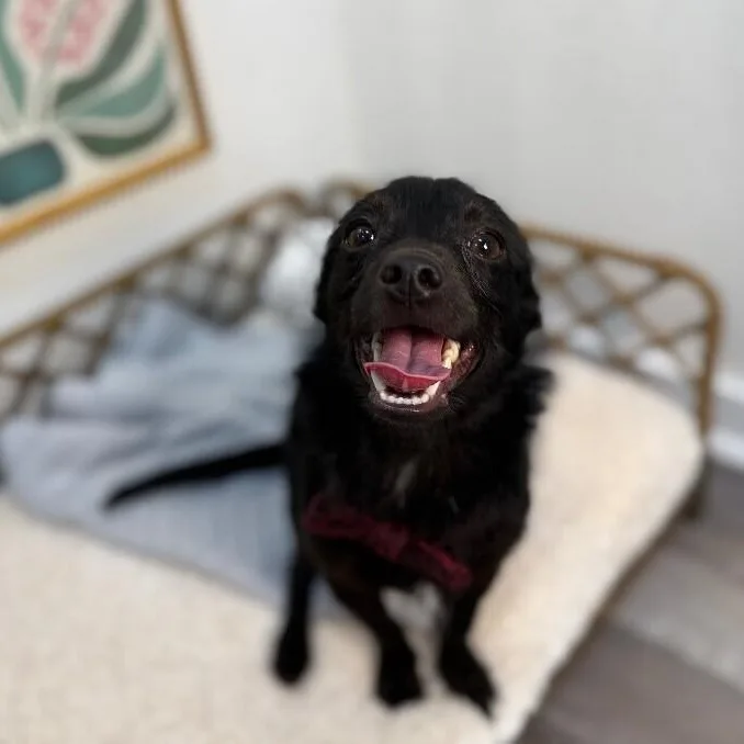 Jellybean Wigglebutt thumbnail 3