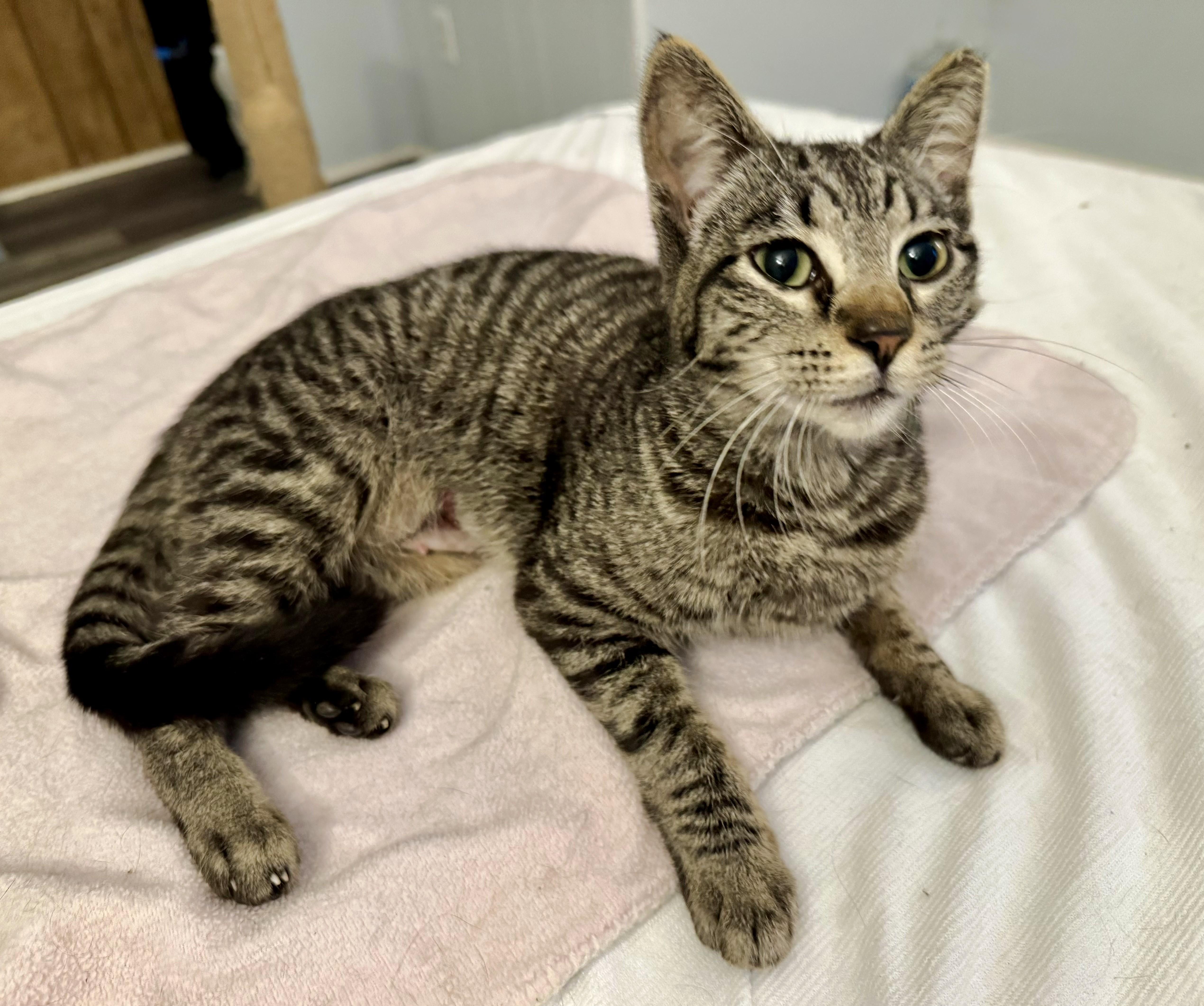 A young medium-sized female Tabby (Gray / Blue / Silver) Domestic Short Hair cat named Biscuit for adoption in Chico, CA