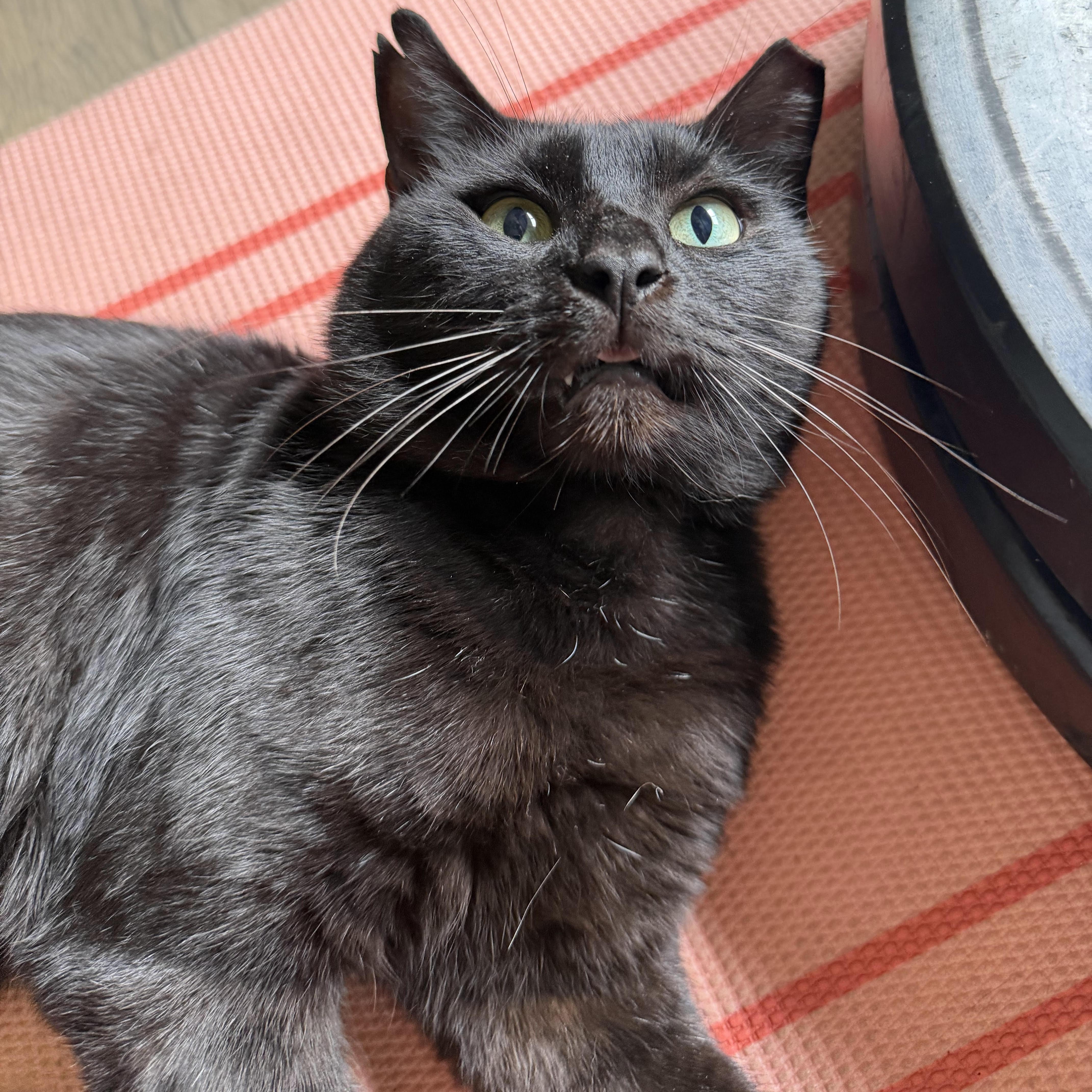 A young large-sized male Black Bombay cat named Teddy for adoption in Miami, FL