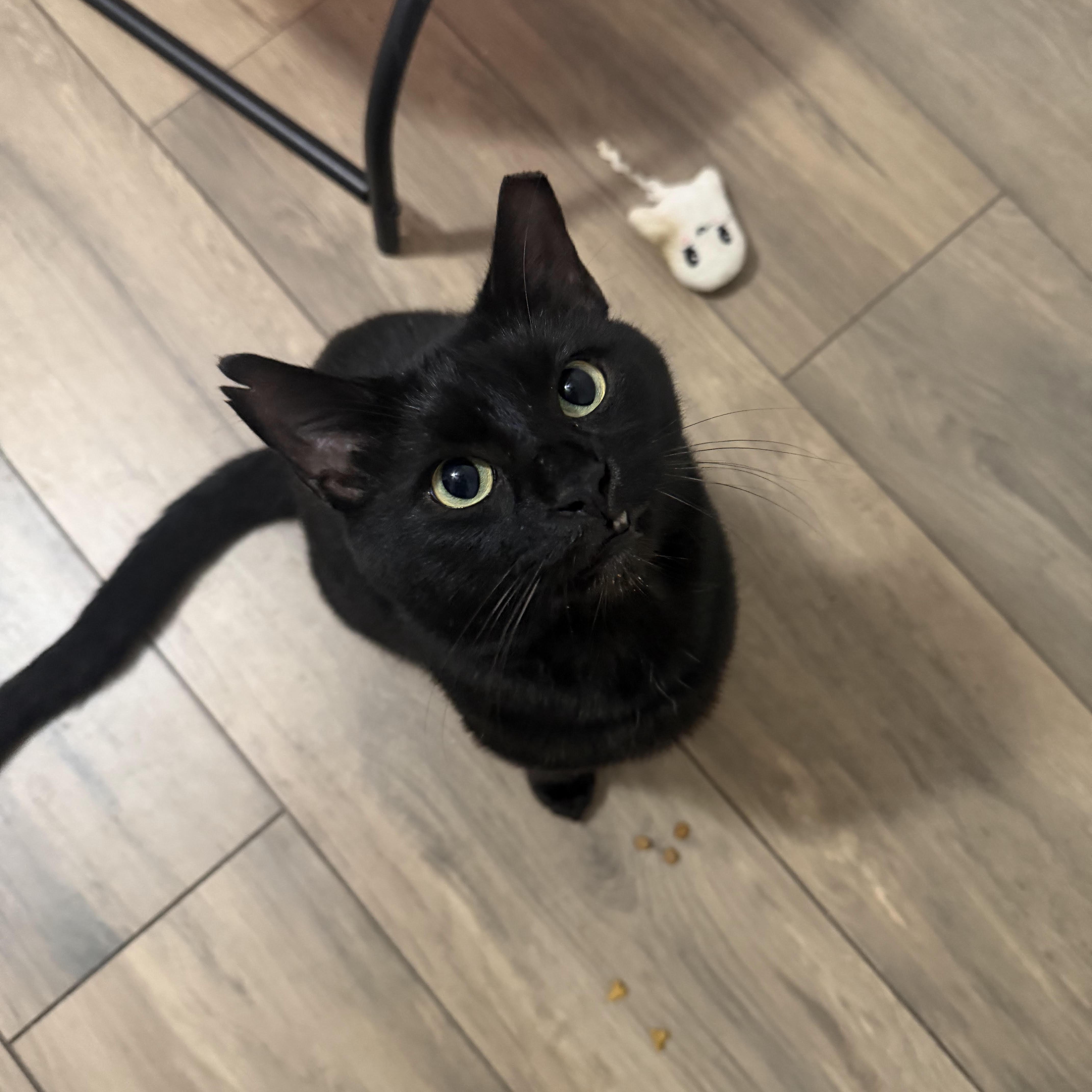 Teddy thumbnail 4