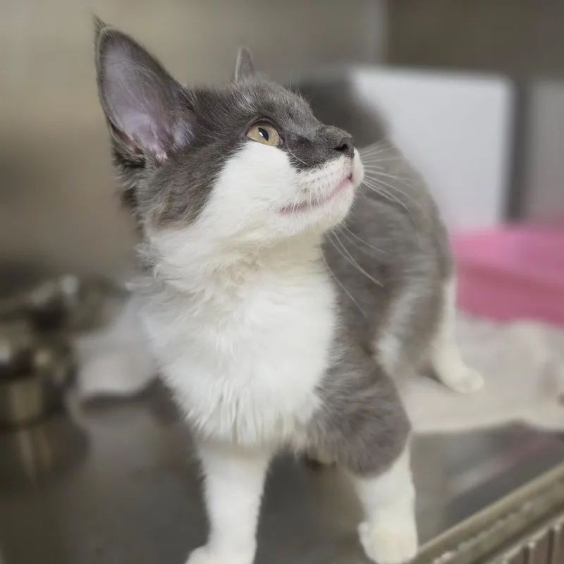 A baby small-sized male Domestic Medium Hair cat named Oliver for adoption in Briarcliff Manor, NY
