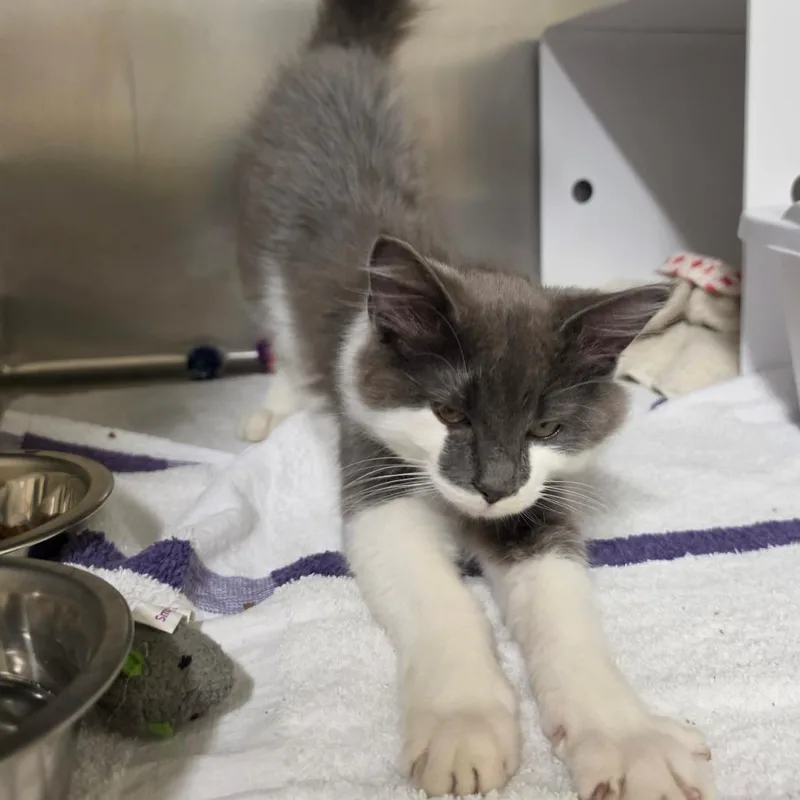 Oliver thumbnail 5