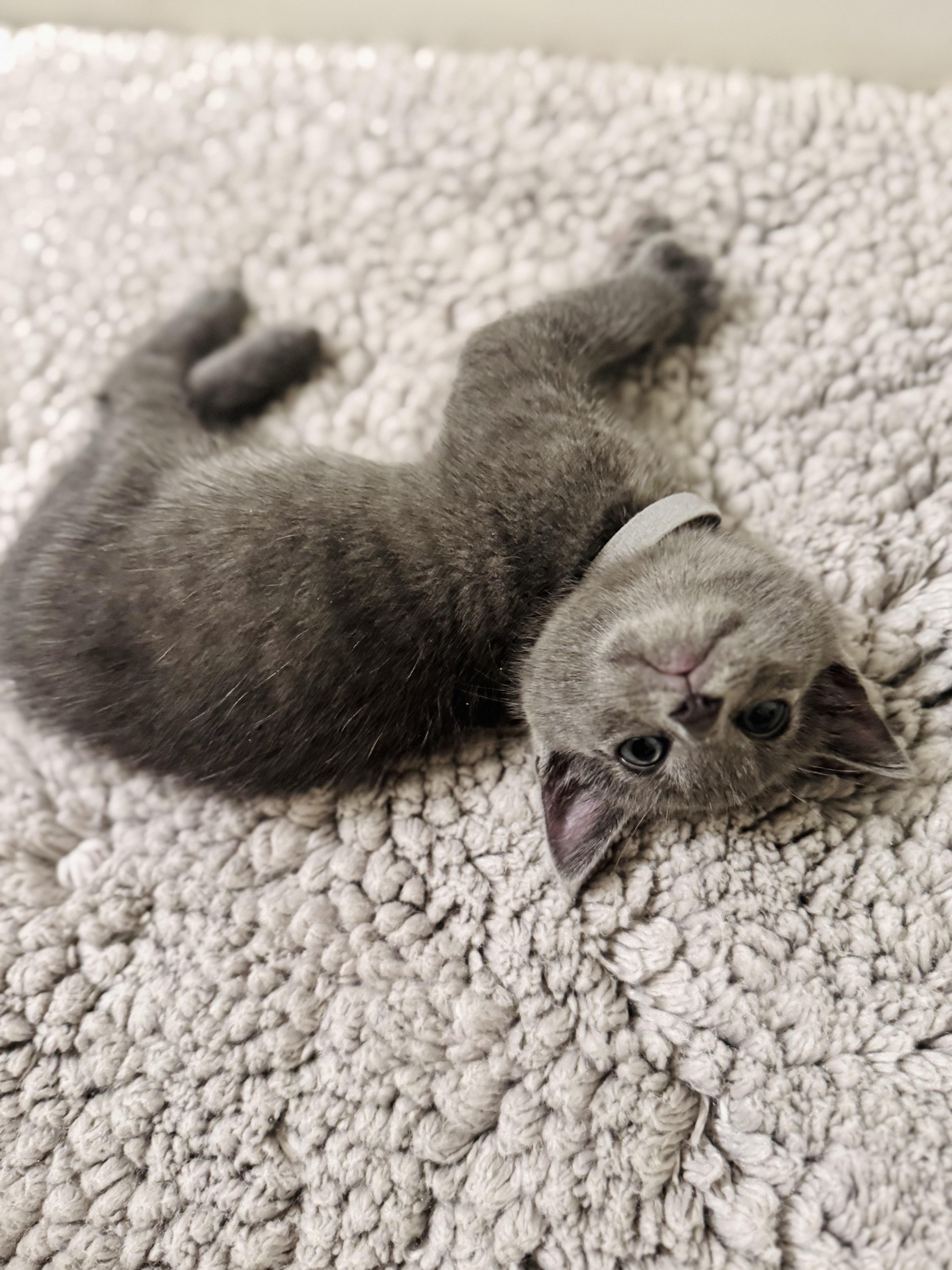 A baby small-sized female Russian Blue cat named Amira for adoption in Long Beach, CA