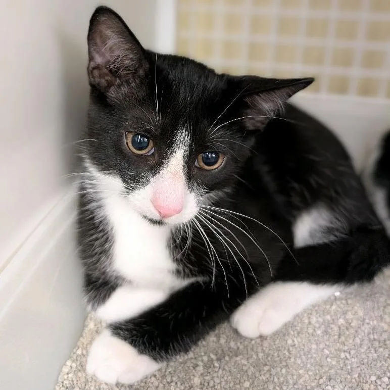 A baby medium-sized male Black Domestic Short Hair cat named Bagel for adoption in Hamburg, NY