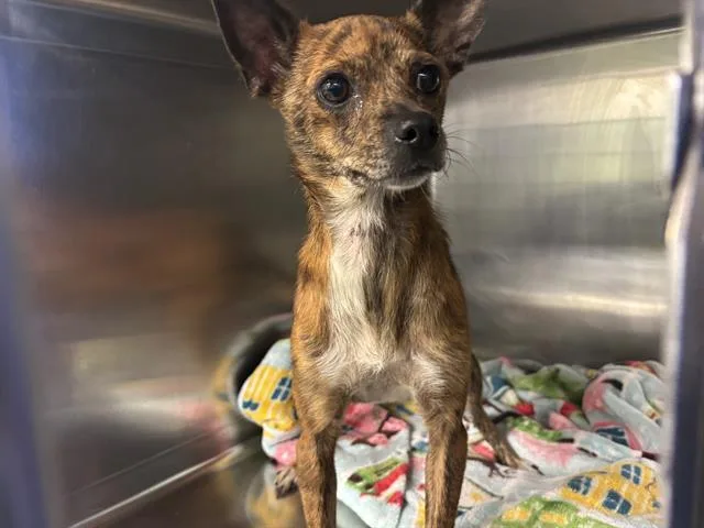 An adult medium-sized female Chihuahua dog named Mabel for adoption in Grand Prairie, TX