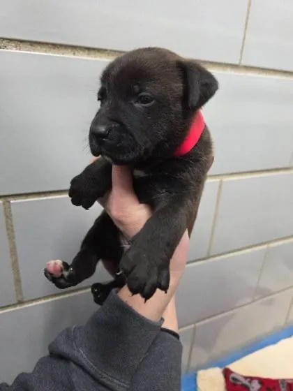 A baby small-sized male Beagle dog named Stefan for adoption in Greenfield, IN