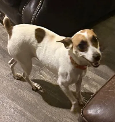 A young small-sized female White / Cream Jack Russell Terrier dog named Elara for adoption in RUSSIAVILLE, IN