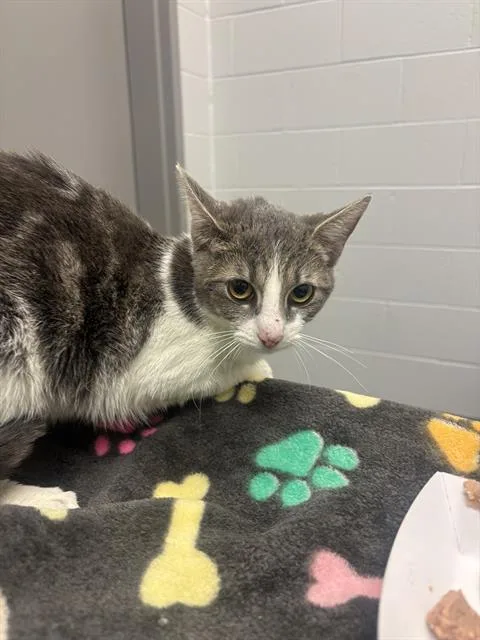 A young small-sized female Domestic Short Hair cat named Noel for adoption in Indianapolis, IN