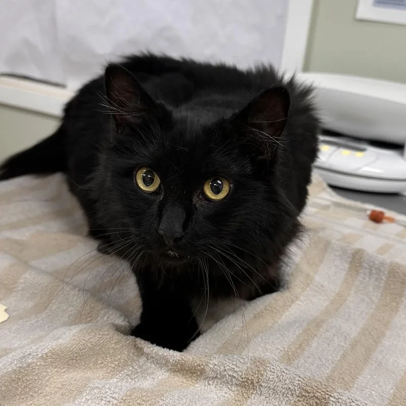 A senior large-sized male Black Domestic Medium Hair cat named Sooty for adoption in East Smithfield , PA