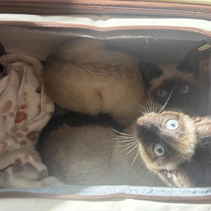 A baby small-sized male Cream / Ivory Siamese cat named Felix for adoption in Silver Spring, MD