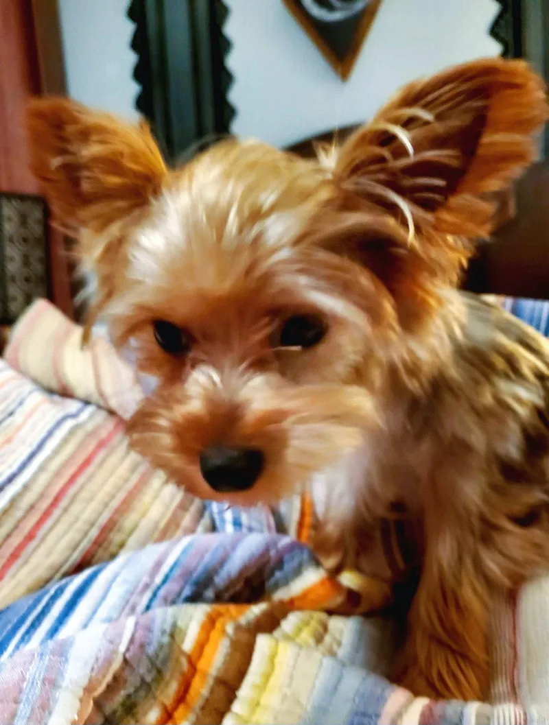 An adult small-sized male Yorkshire Terrier dog named Orion for adoption in Auburn, GA