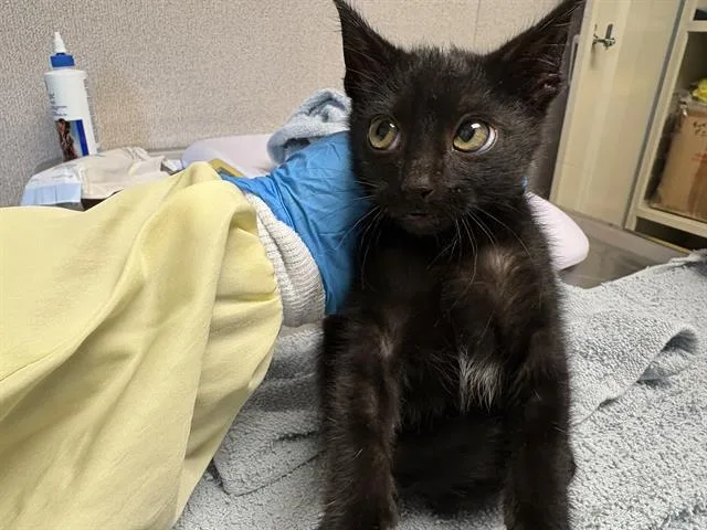 A baby medium-sized female Domestic Short Hair cat named Donna for adoption in Kent, WA