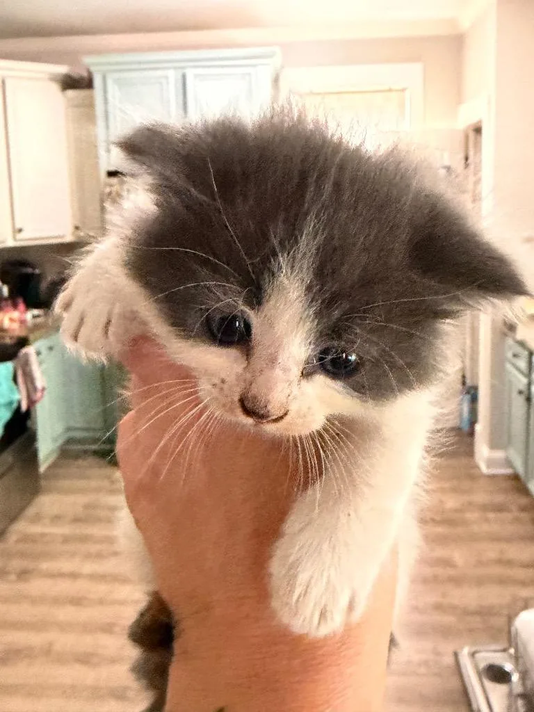 A baby small-sized male Domestic Medium Hair cat named Arbor for adoption in Newnan, GA