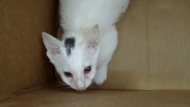 A baby medium-sized female Domestic Short Hair cat named Alli for adoption in Dallas, TX