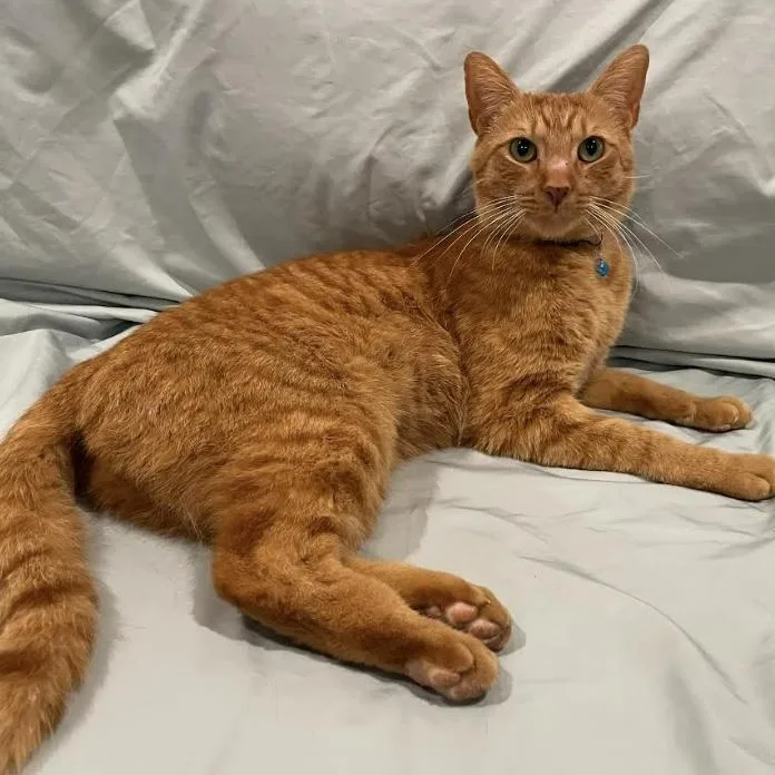 An adult medium-sized male Tabby (Orange / Red) Domestic Short Hair cat named George & Fred for adoption in Bentonville, AR