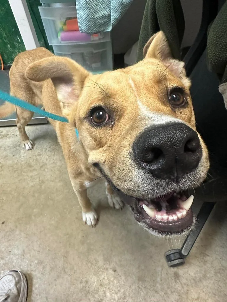 A young large-sized male Labrador Retriever dog named Chicken Nugget for adoption in New Braunfels, TX