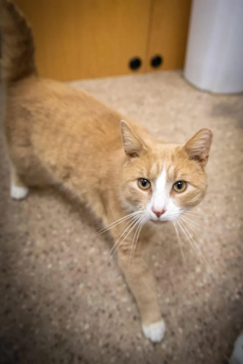 Creamsicle thumbnail 2