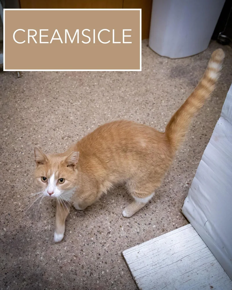 Creamsicle thumbnail 3