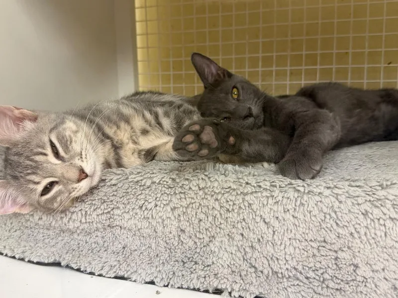 A baby medium-sized male Domestic Short Hair cat named Bono for adoption in Fort Oglethorpe, GA