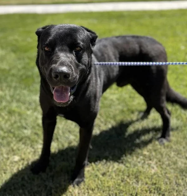 An adult large-sized male Shepherd dog named Homer for adoption in Victorville, CA