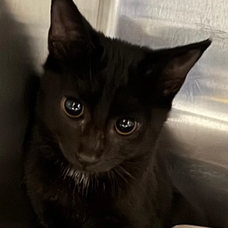 A baby medium-sized male Black Domestic Short Hair cat named Vader for adoption in Winston-Salem, NC