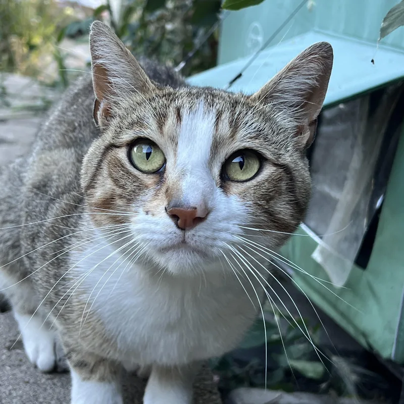 An adult medium-sized male Tabby (Tiger Striped) Domestic Short Hair cat named Buddy for adoption in San Jose, CA