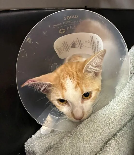 A young small-sized female Domestic Short Hair cat named A for adoption in Chula Vista, CA