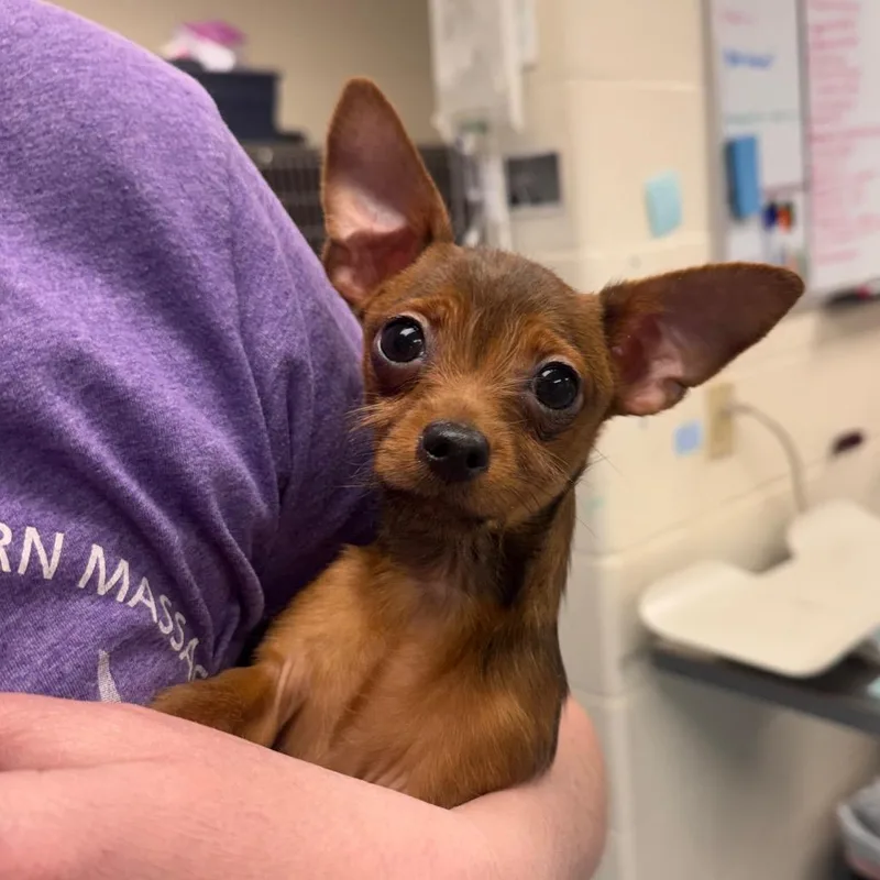 A baby small-sized male Brown / Chocolate Chihuahua dog named Denver for adoption in Brockton, MA