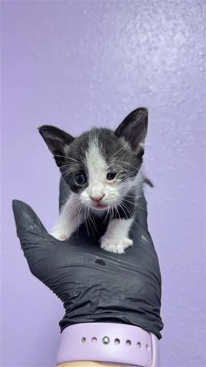 A baby small-sized female Black Domestic Short Hair cat named Share Bear for adoption in El Paso, TX